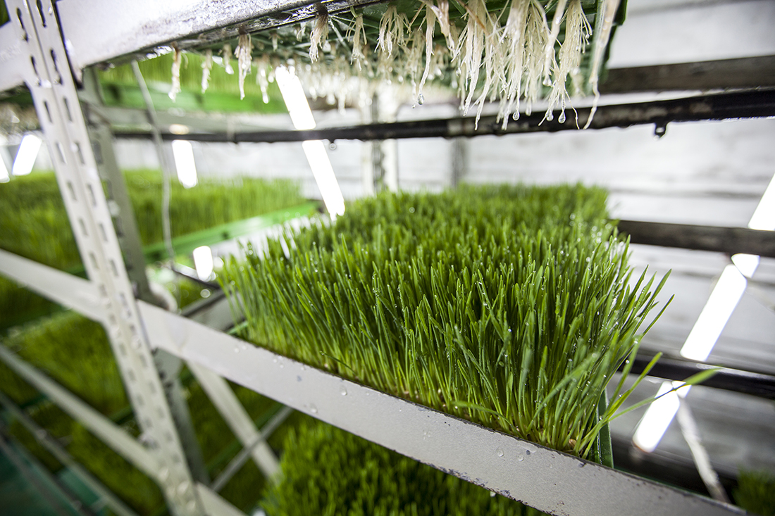 wheatgrass manufacturing